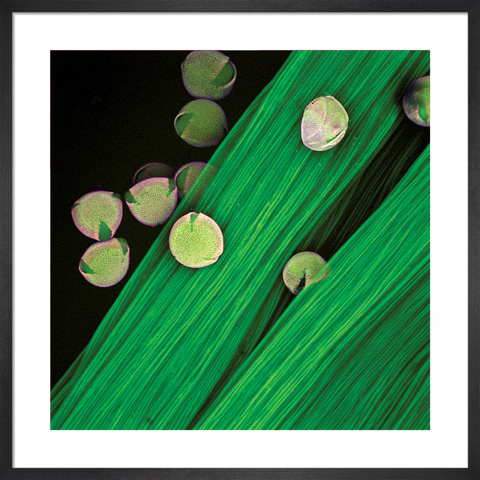 Datura innoxia (downy thorn apple)