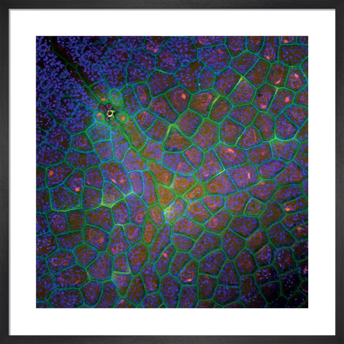 Diplopterys cabrerana (chaliponga)