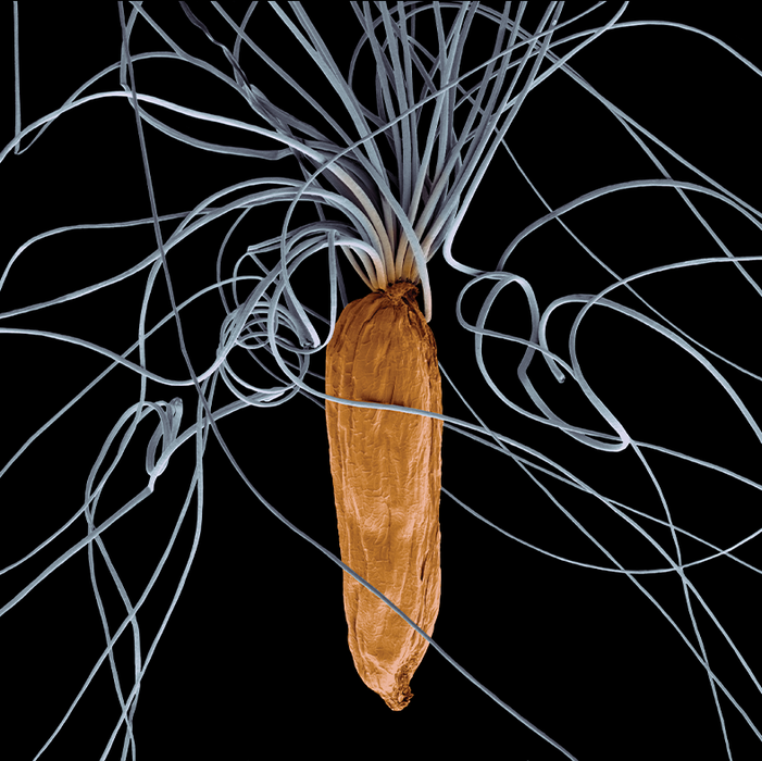 Epilobium angustifolium (rosebay willowherb)