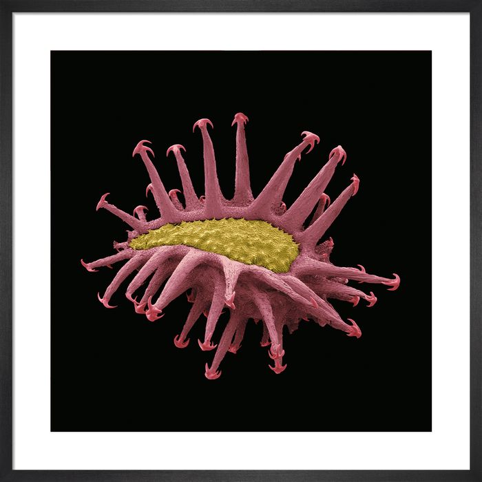 Hackelia deflexa (American stickseed)