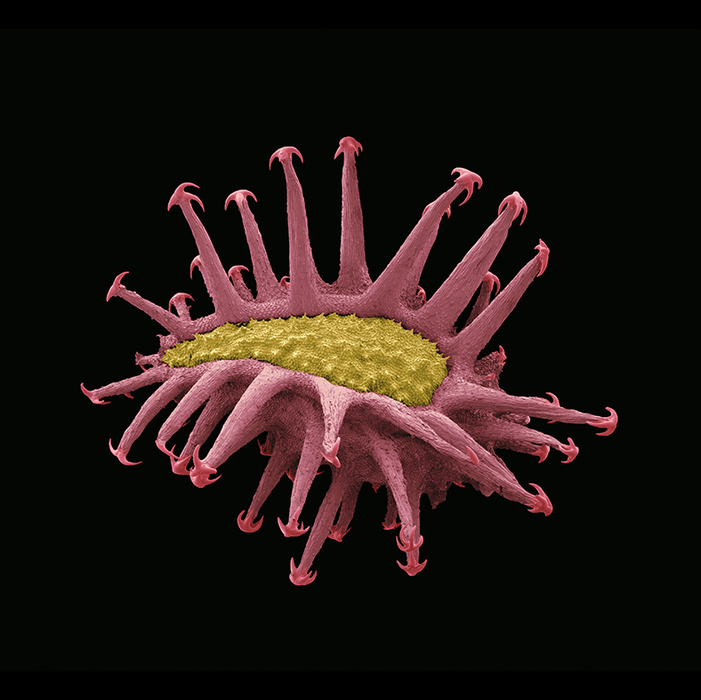 Hackelia deflexa (American stickseed)