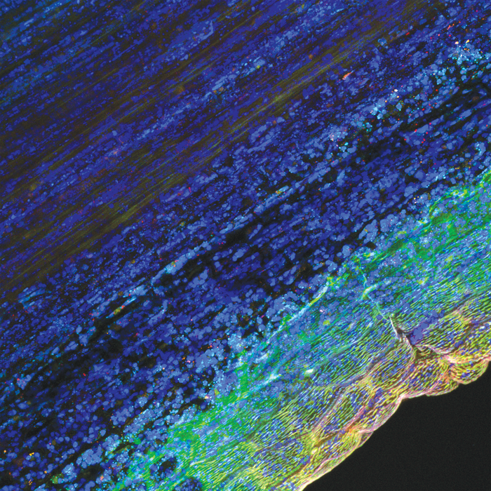 Heimia salicifolia (sun-opener)