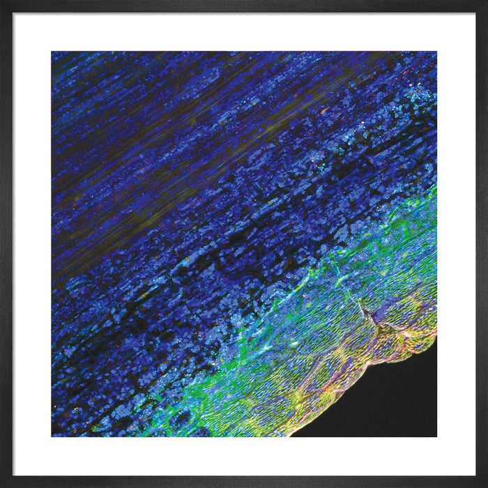 Heimia salicifolia (sun-opener)