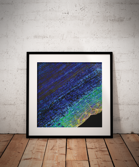 Heimia salicifolia (sun-opener)