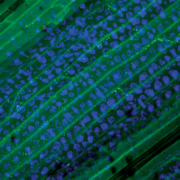Hierochloe odorata (sweetgrass)