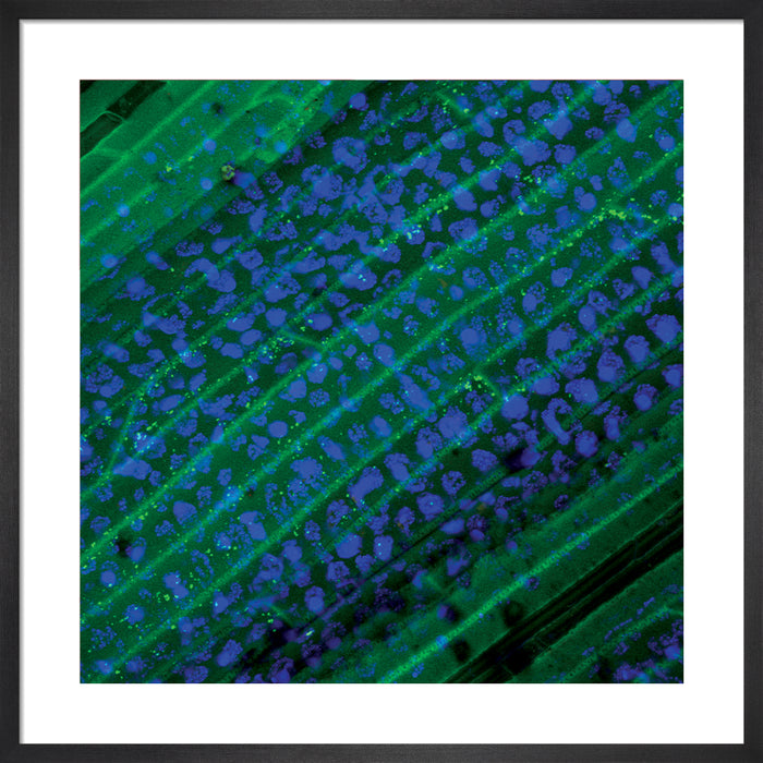 Hierochloe odorata (sweetgrass)