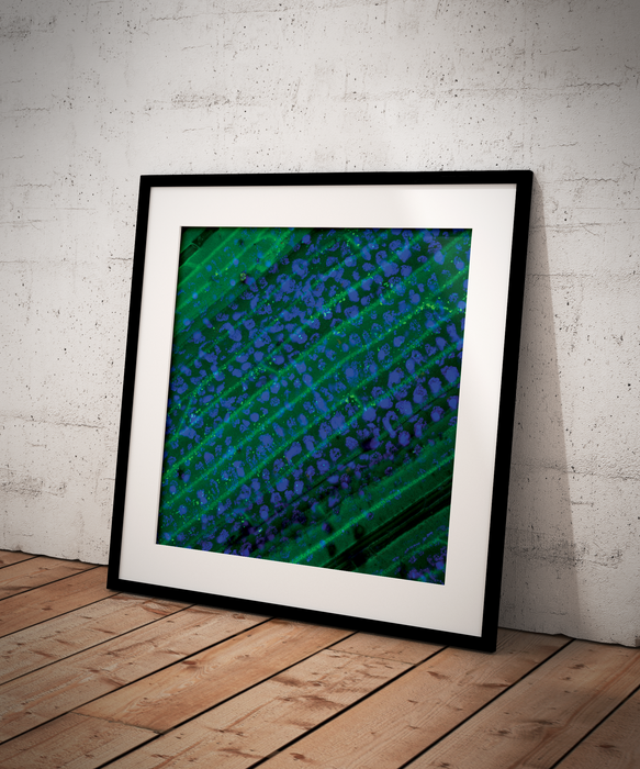 Hierochloe odorata (sweetgrass)