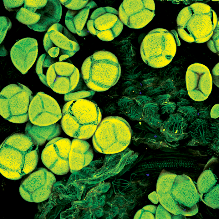 Lophophora williamsii (peyote)