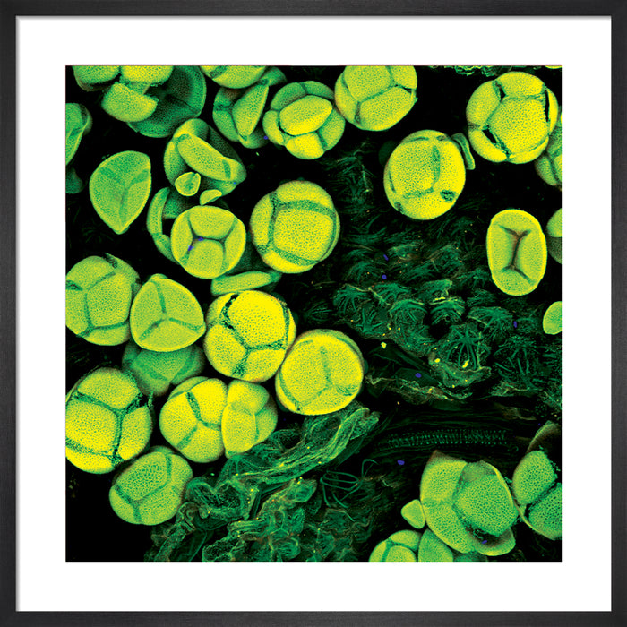 Lophophora williamsii (peyote)