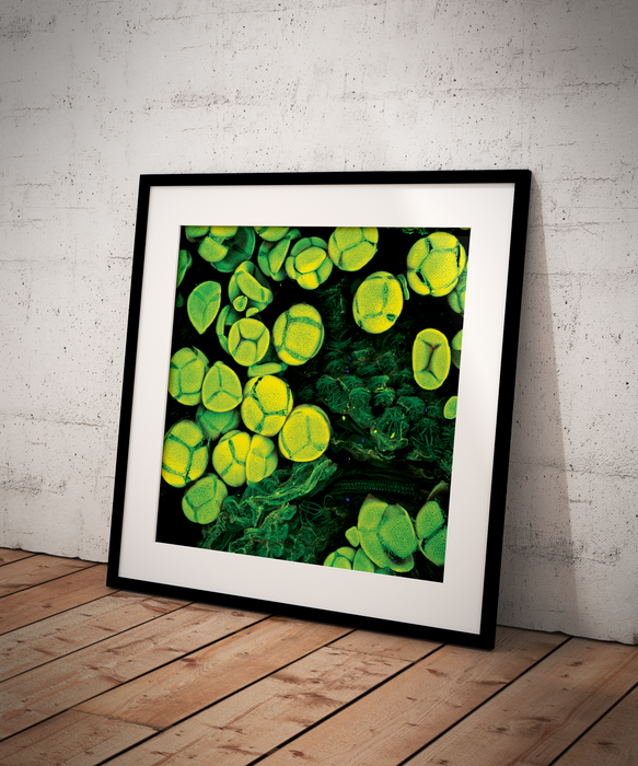 Lophophora williamsii (peyote)