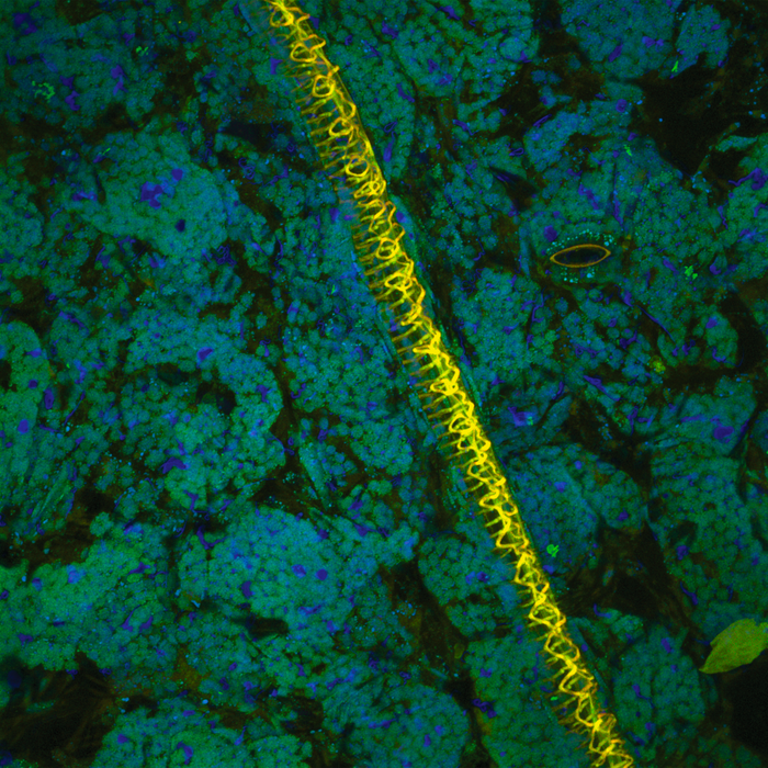 Nicotiana rustica (tobacco)