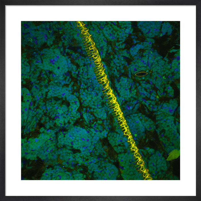 Nicotiana rustica (tobacco)