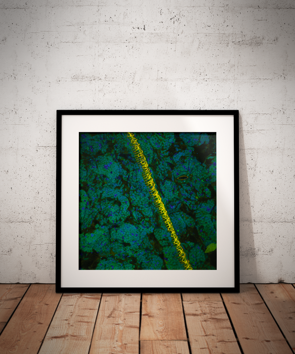 Nicotiana rustica (tobacco)