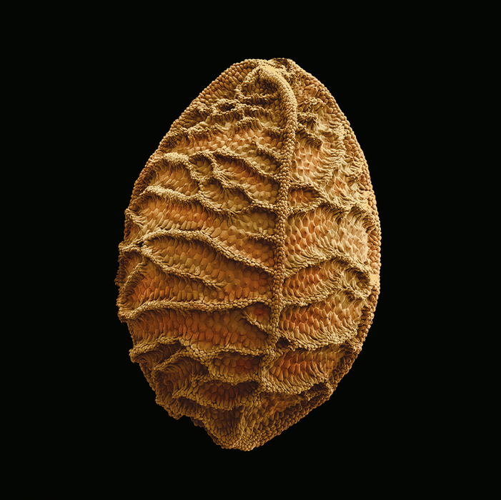 Nigella damascena (love-in-a-mist)