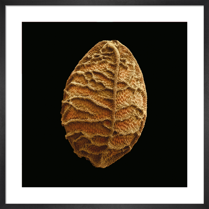 Nigella damascena (love-in-a-mist)