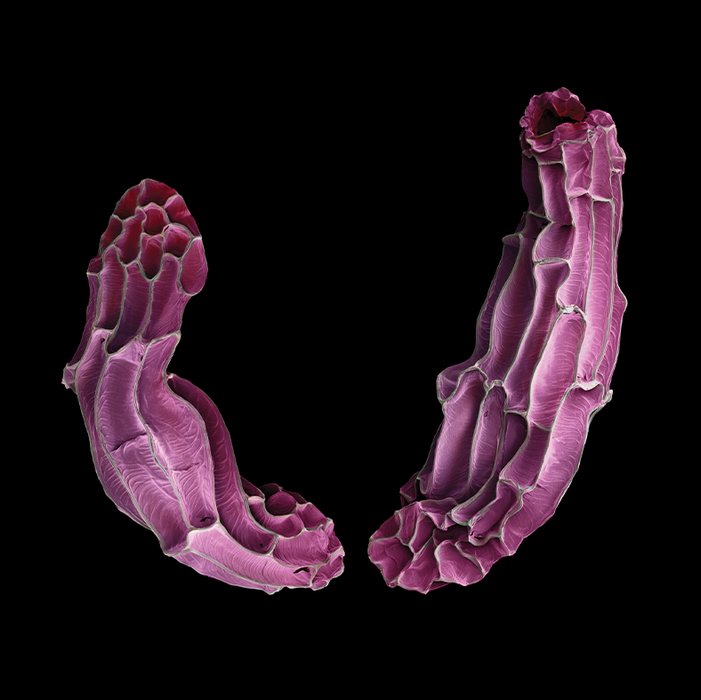 Ophrys ferrum-equinum (horseshoe bee-orchid)