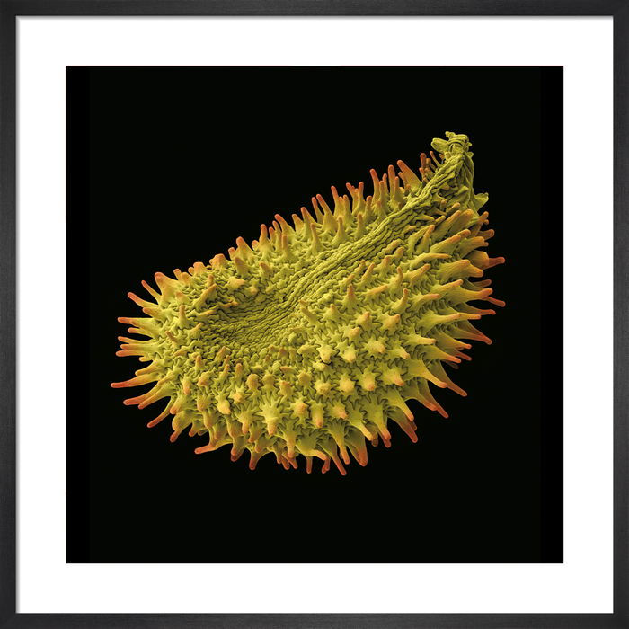 Ornithogalum dubium (yellow star-of-Bethlehem)