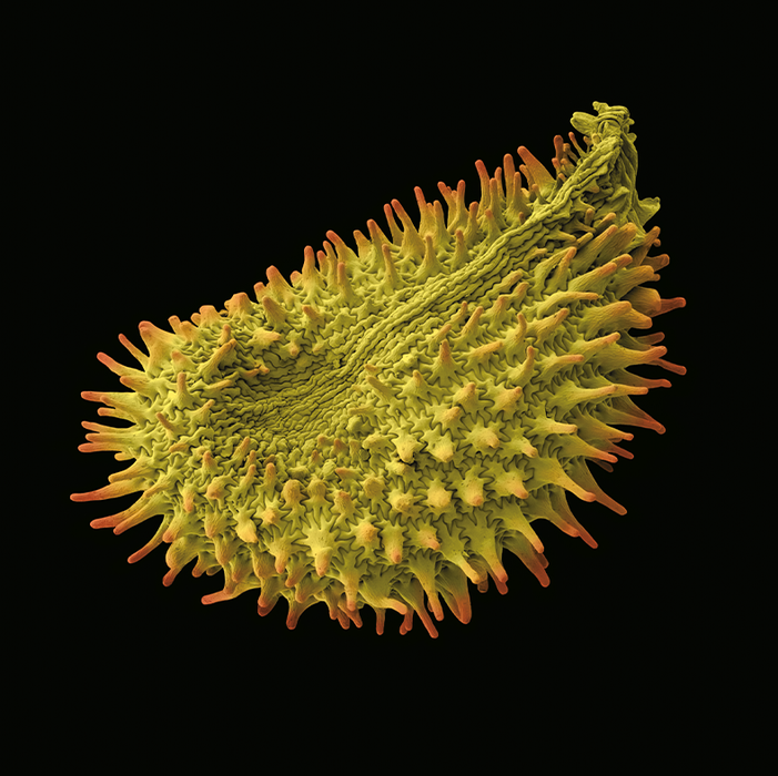 Ornithogalum dubium (yellow star-of-Bethlehem)