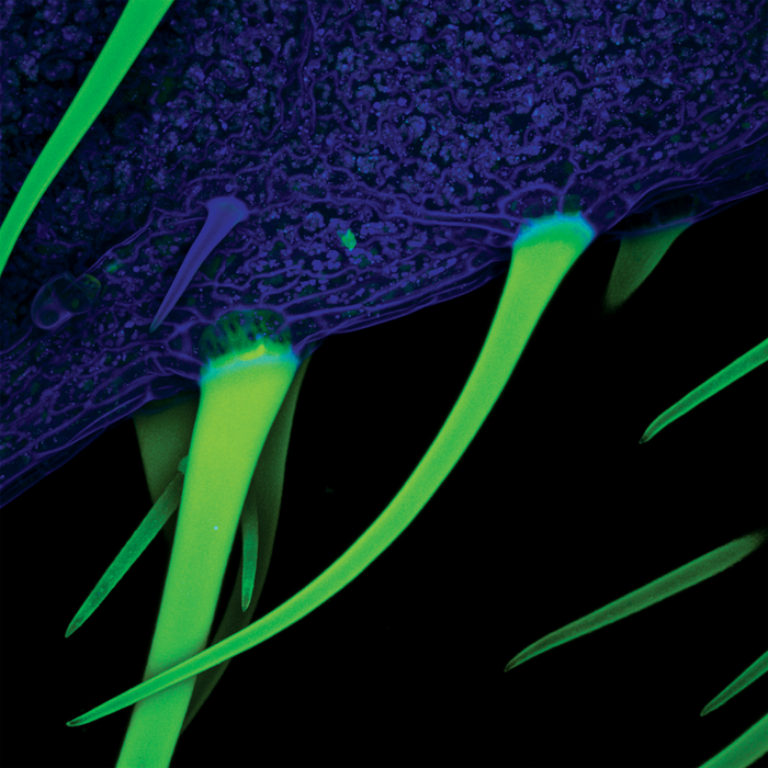 Paullinia cupana (guárana)