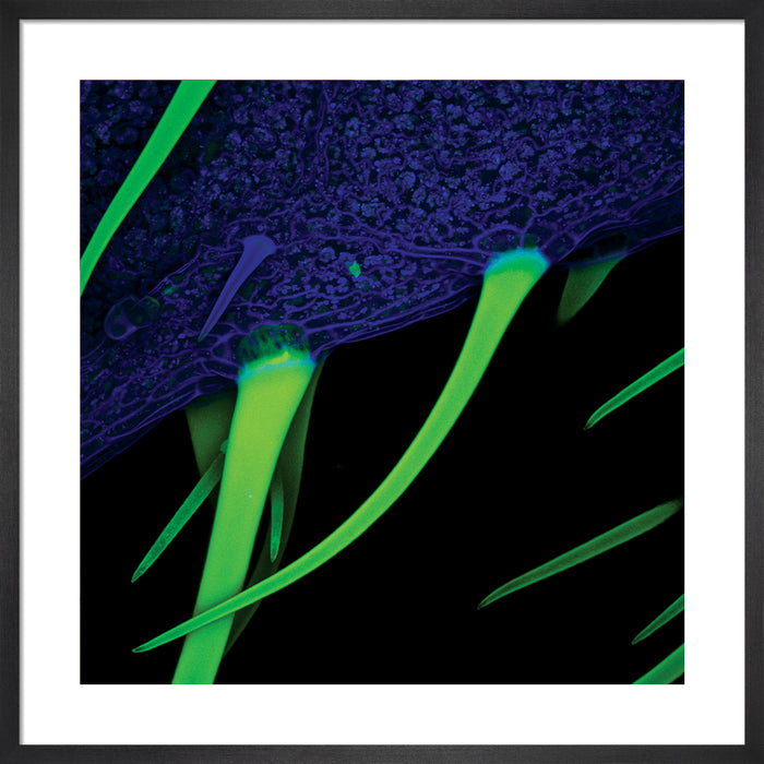 Paullinia cupana (guárana)