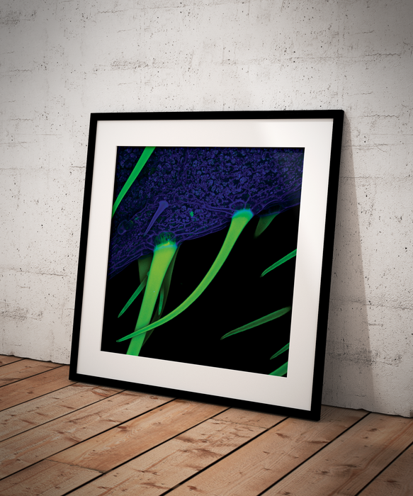 Paullinia cupana (guárana)