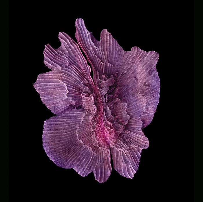 Paulownia tomentosa (princess tree)