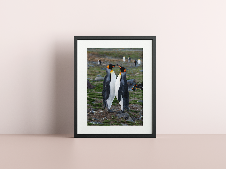 Penguins, St. Andrew's Bay, South Georgia