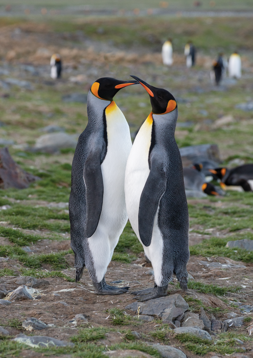Penguins, St. Andrew's Bay, South Georgia