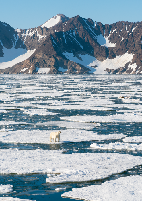 Polar bear on sea ice, Liverpool Land, East Greenland
