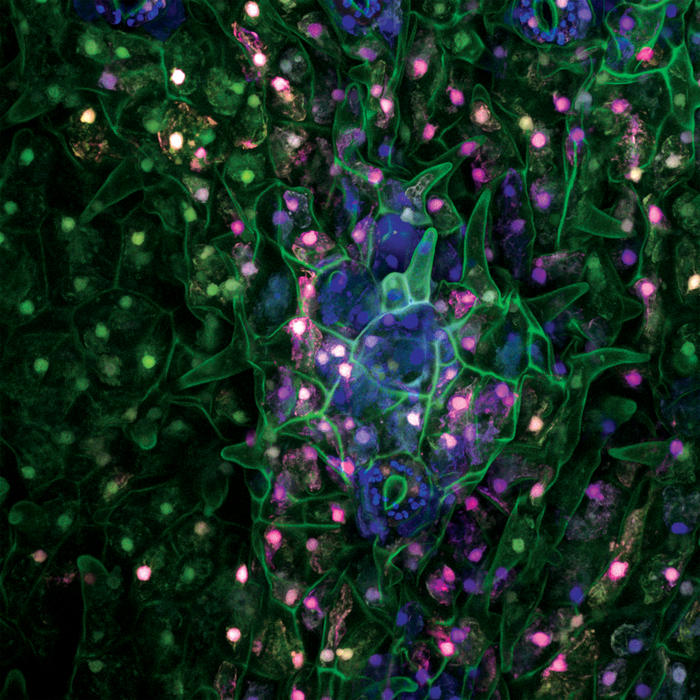 Psychotria carthagenensis (amyruca)