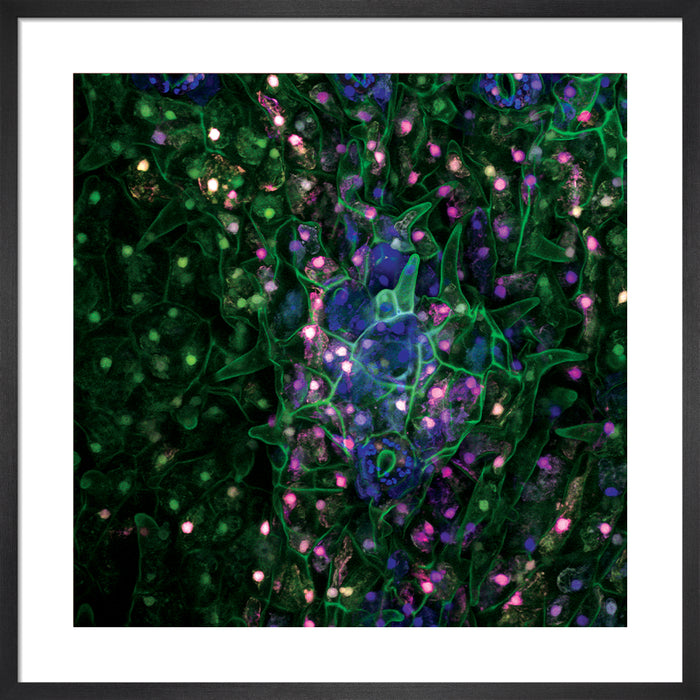 Psychotria carthagenensis (amyruca)