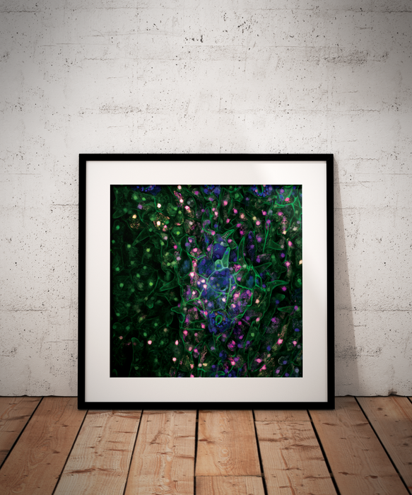 Psychotria carthagenensis (amyruca)