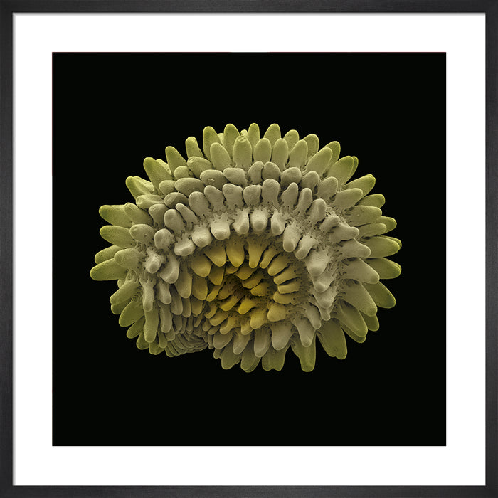 Rabelera holostea (greater stitchwort)