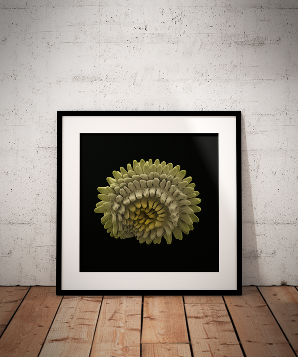 Rabelera holostea (greater stitchwort)