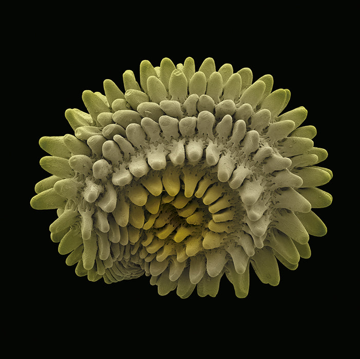 Rabelera holostea (greater stitchwort)