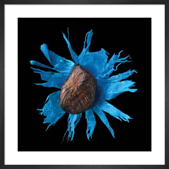 Ravenala madagascariensis (traveller's tree)