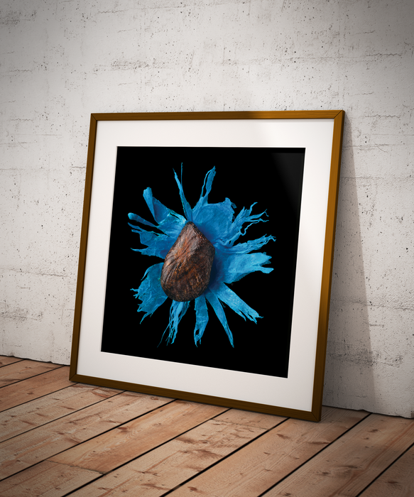 Ravenala madagascariensis (traveller's tree)