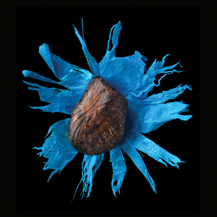 Ravenala madagascariensis (traveller's tree)