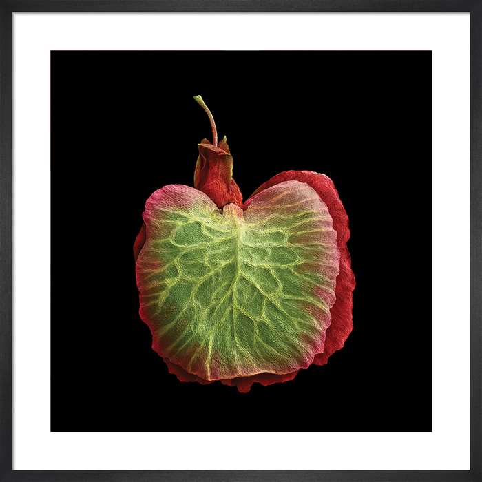 Rumex acetosa (common sorrel)