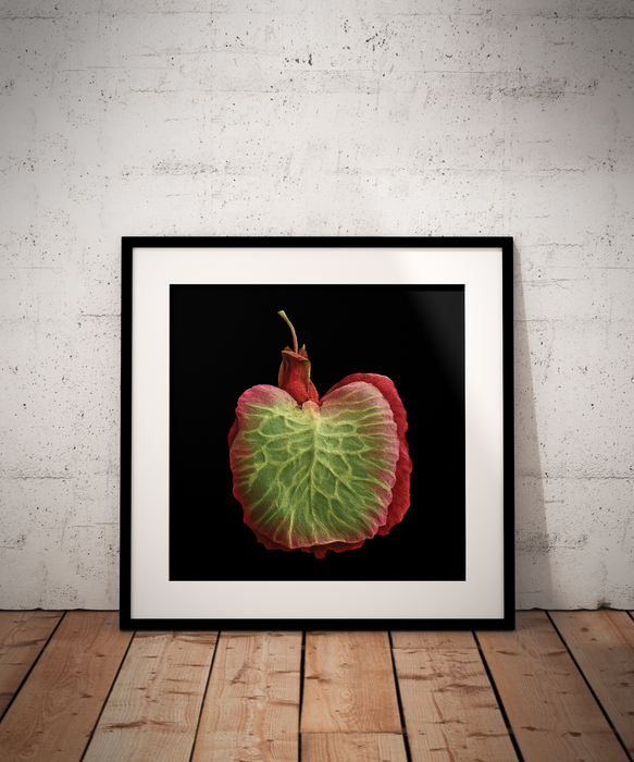 Rumex acetosa (common sorrel)