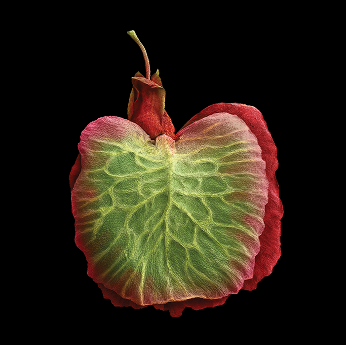 Rumex acetosa (common sorrel)