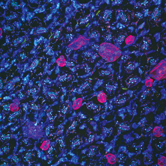 Salvia divinorum (diviner's sage)