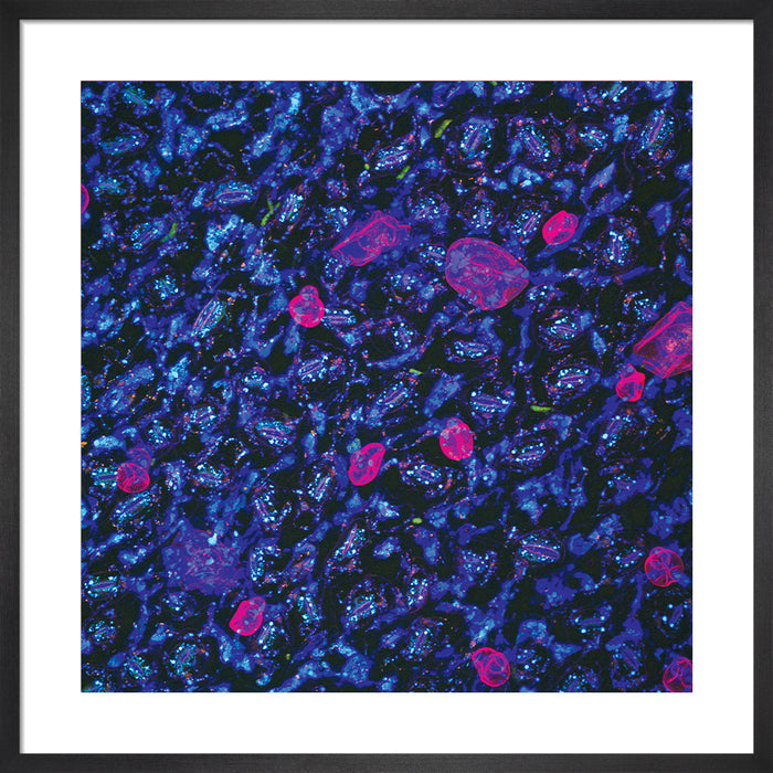 Salvia divinorum (diviner's sage)