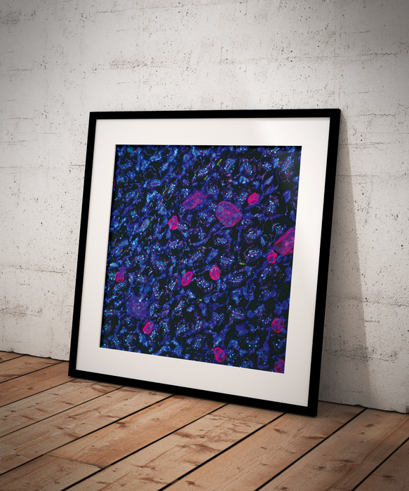 Salvia divinorum (diviner's sage)