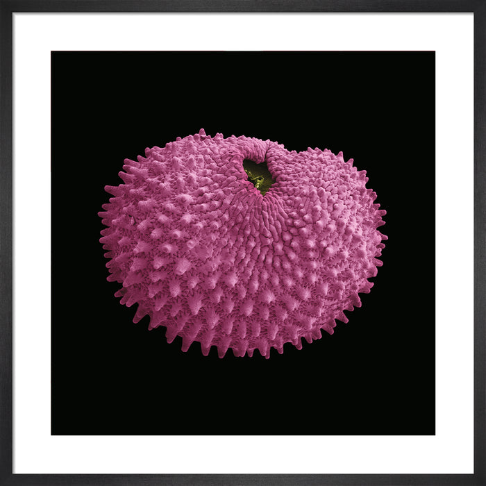 Silene flos-cuculi (ragged robin)