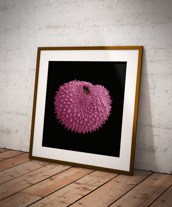 Silene flos-cuculi (ragged robin)