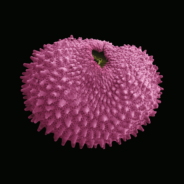 Silene flos-cuculi (ragged robin)