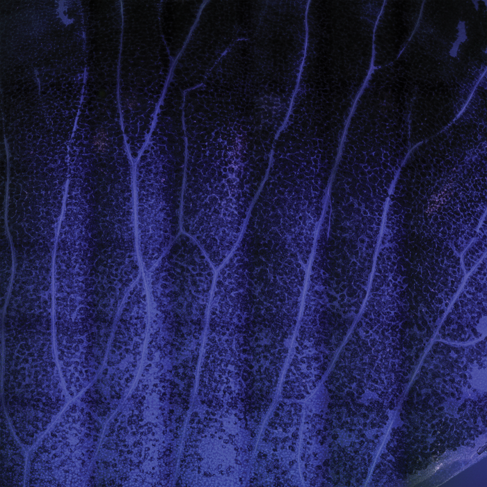 Solandra maxima (chalice vine)