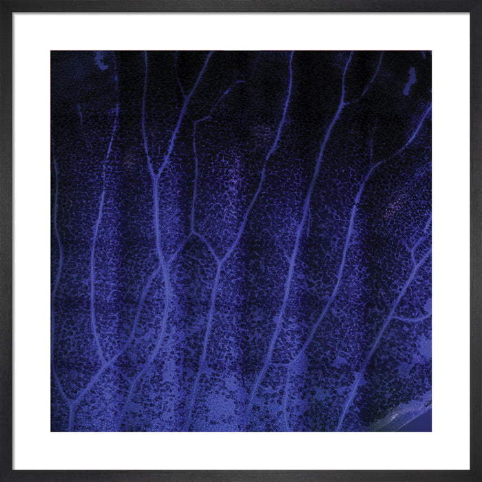 Solandra maxima (chalice vine)