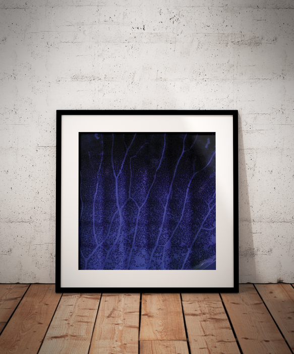 Solandra maxima (chalice vine)